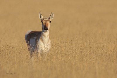 Pronghorn