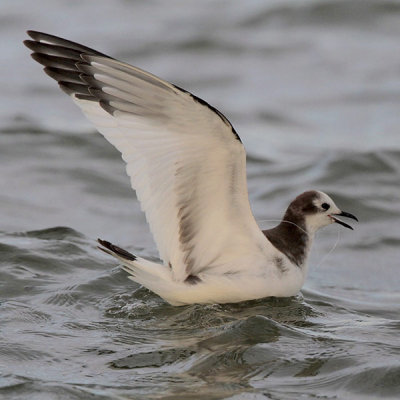 Sabine's Gull