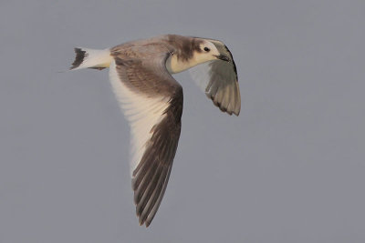 Sabine's Gull