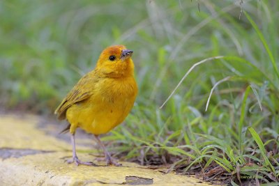Saffron Finch