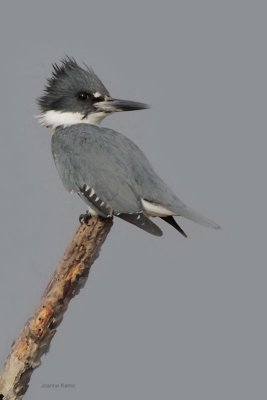 Belted Kingfisher