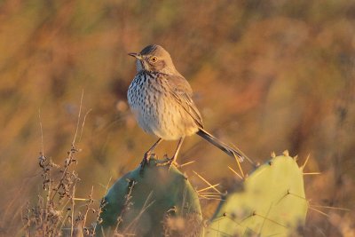 Sage Thrasher