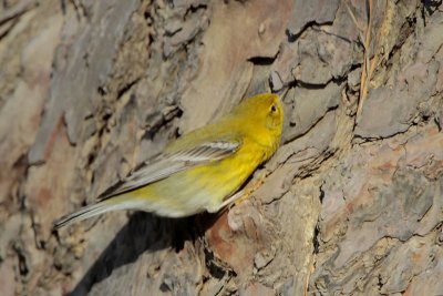 Pine Warbler Searching for Insects