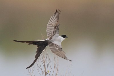 Fork-tailed Flycatcher