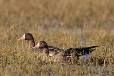 Greater White-fronted Geese