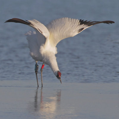 Whooping Crane Wing Stretch