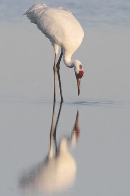 Whooping Crane Reflection