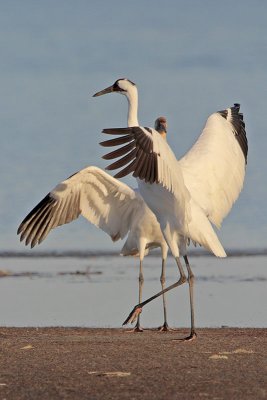 Whooping Crane Wing Flaps