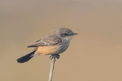 Vermillion Flycatcher