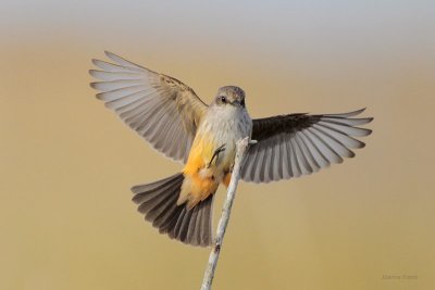 Vermillion Flycatcher