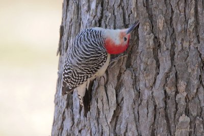 Red-bellied Woodpecker