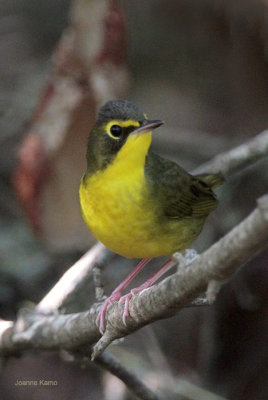 Kentucky Warbler