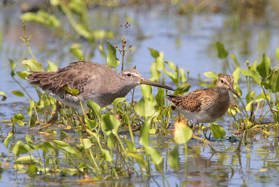 Long-billed Dowitcher chasing a Pectoral Sandpiper