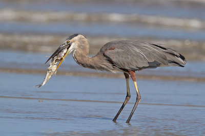 Great Blue Heron Trying to Swallow the Fish