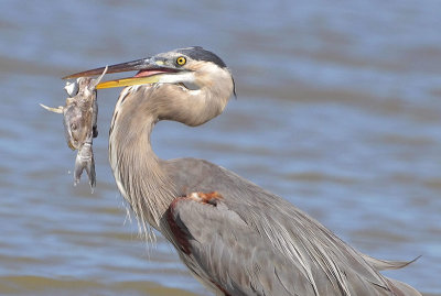 Great Blue Heron and Catch