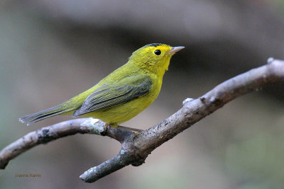 Wilson's Warbler