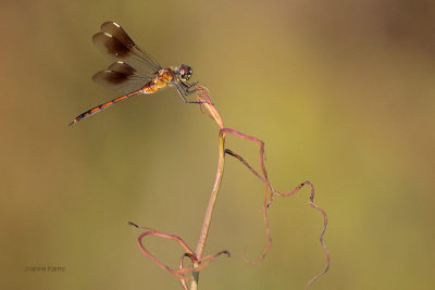 Four Spotted Pennant