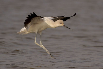 American Avocet