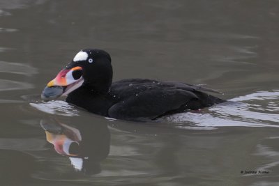 Surf Scoter