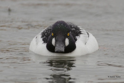 Common Goldeneye