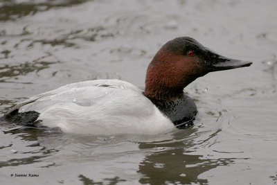 Canvasback