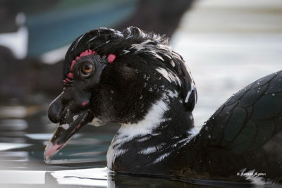 Muscovy