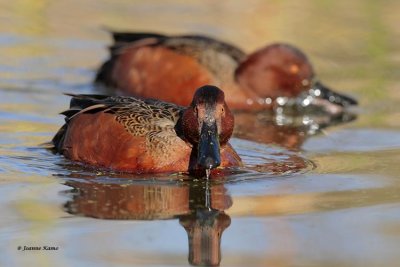 Cinnamon Teal