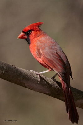 Northern Cardinal