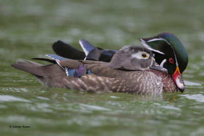 Wood Ducks