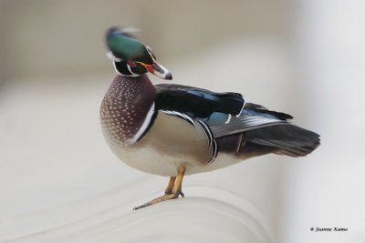 Wood Duck