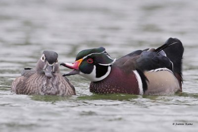 Wood Duck