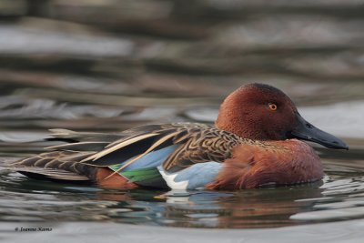 Cinnamon Teal