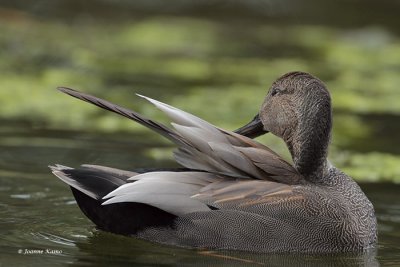 Gadwall