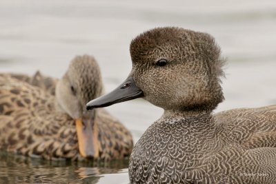 Gadwall