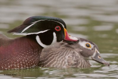 Wood Duck