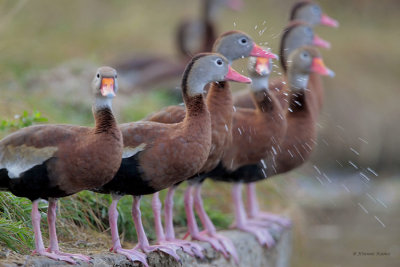 Black-bellied Whistling Duck