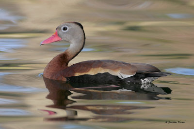 Black-Bellied Whistling Duck