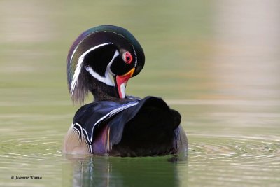 Wood Duck