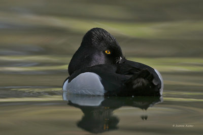 Ring-necked Duck