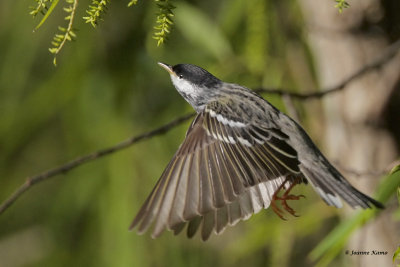 Blackpoll Warbler