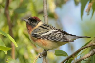 Bay-breasted Warbler