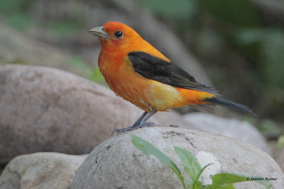 Scarlet Tanager (orange variant)