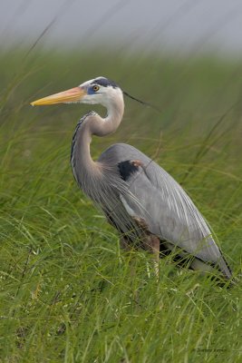 Great Blue Heron