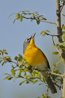 Yellow-breasted Chat
