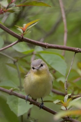 Philadelphia Vireo