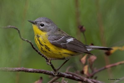 Magnolia Warbler