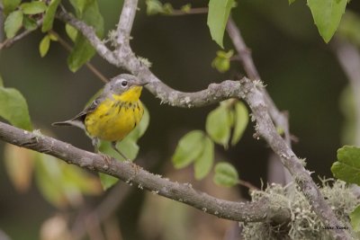 Magnolia Warbler