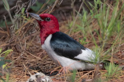 Red-headed Woodpecker