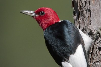 Red-headed Woodpecker