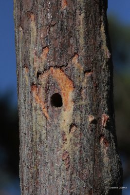 Natural Nest Cavity Created by Red-Cockaded Woodpeckers, and Covered with Sap to Try to Keep Predators Away